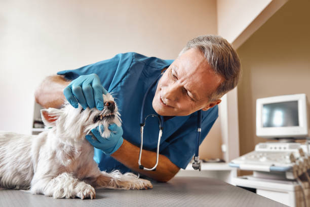 Best Same-Day Emergency Dental Services in Norris, TN